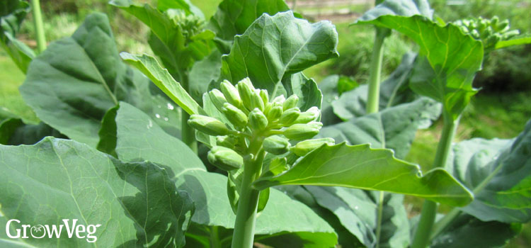 Chinese broccoli buds