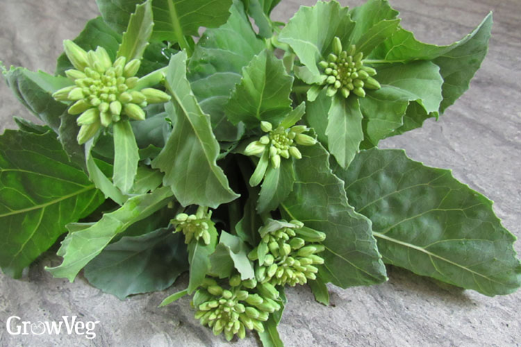 Chinese broccoli