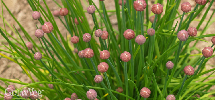 Chives buds about to flower