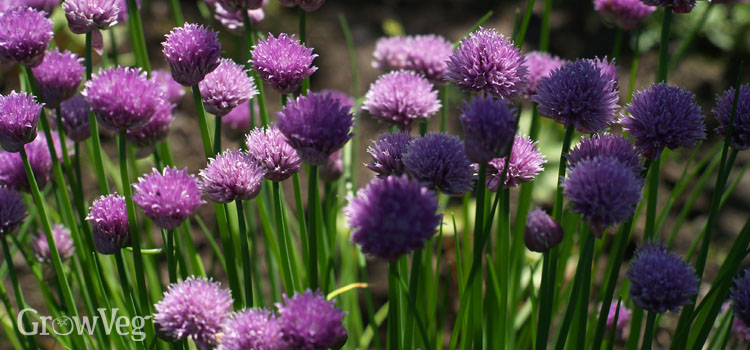 Chives grow well in partial shade