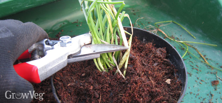 Cutting back chives for forcing