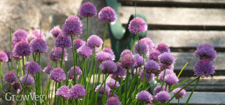 Growing chives in shade