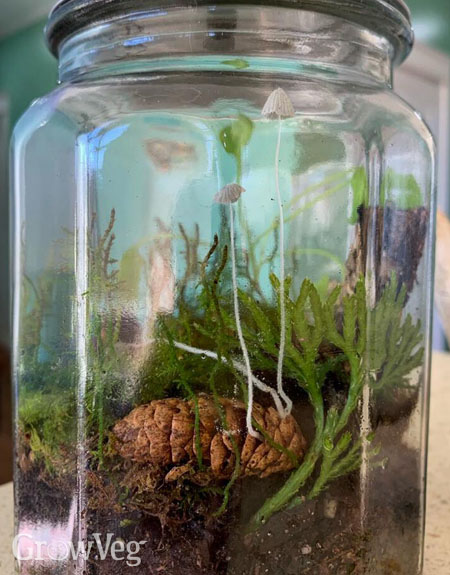 Christmas terrarium with mushroom sprouting from a pinecone