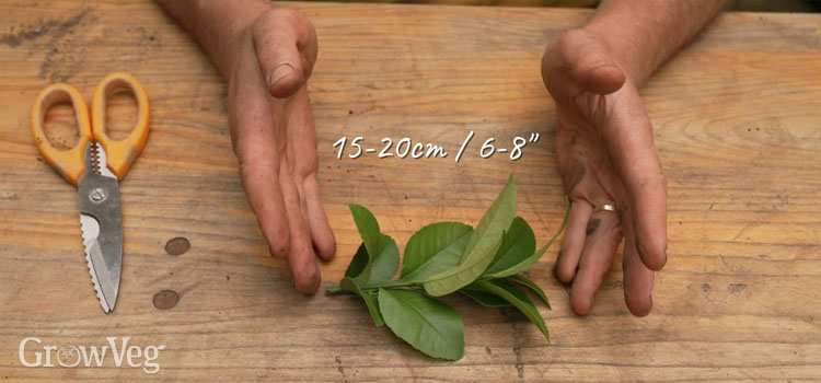 Citrus cuttings