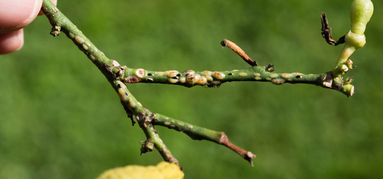 Mealybugs on citrus