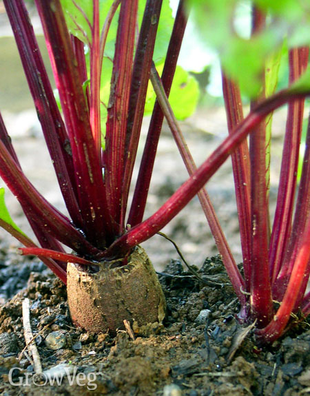 Cylindra beetroot