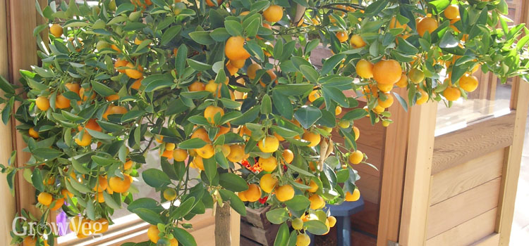 https://gardenplannerwebsites.azureedge.net/blog/clementine-fruits-2x.jpg