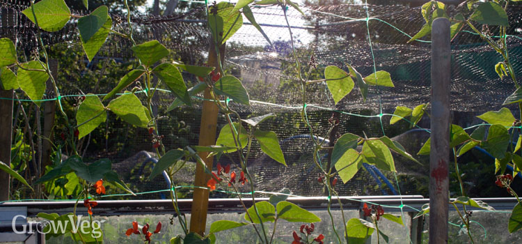 Beans growing up pea and bean netting
