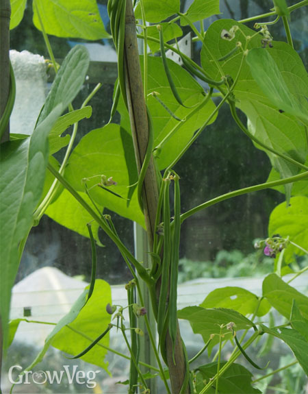 Growing climbing beans in a greenhouse