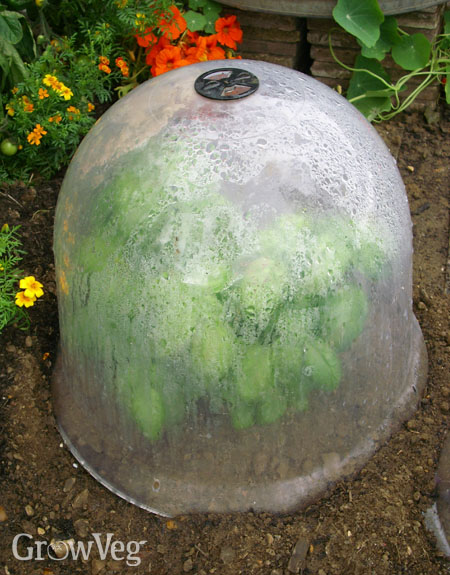 Protecting plants with a bell cloche