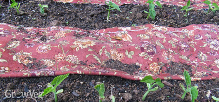 Beans with cloth mulch