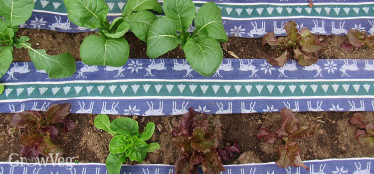 Lettuce with cloth mulch