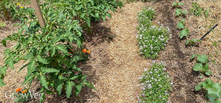 A vegetable garden path made from straw over cloth mulch