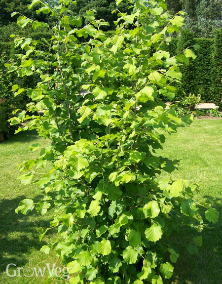Hazelnut tree or shrub