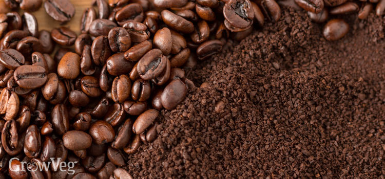 Coffee grounds and coffee beans