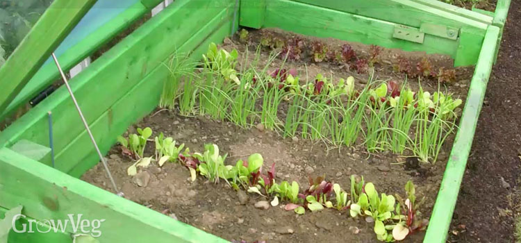 Seedlings in a cold frame