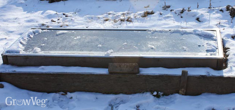 Cold frame in the snow