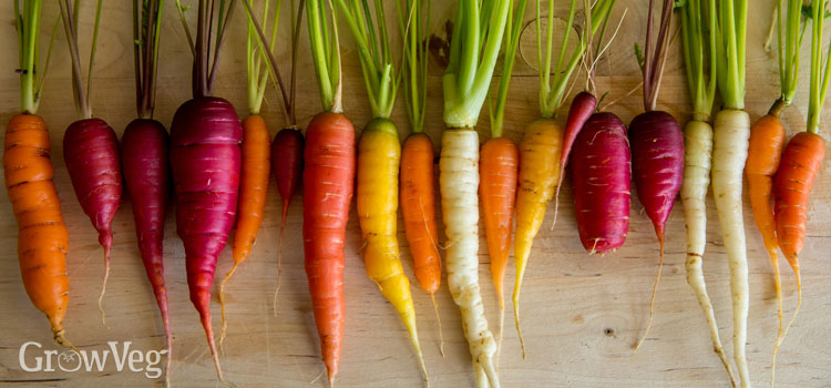 Carrots of many colours