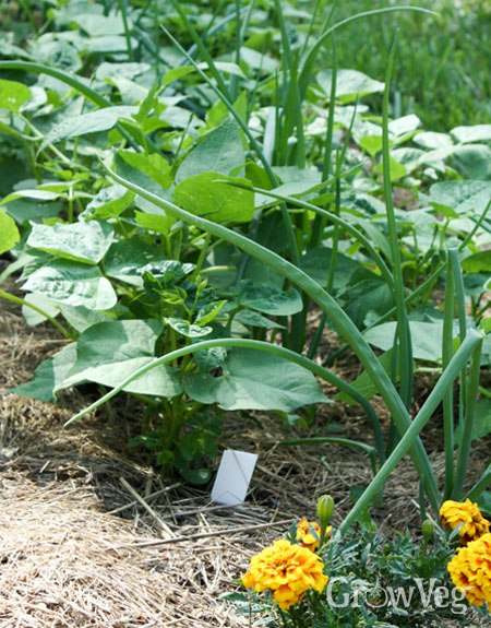 Image of Marigolds and bush beans