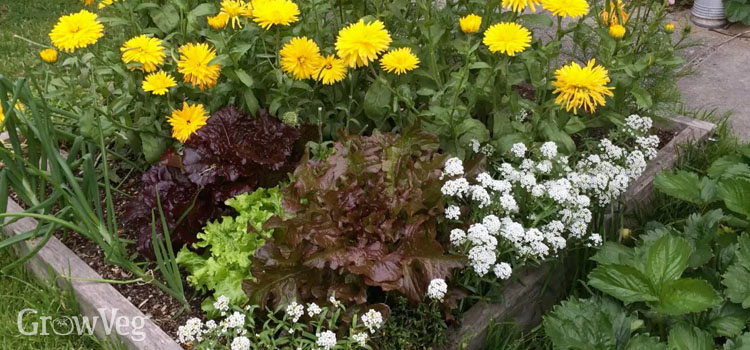 Companion planting in a small raised bed