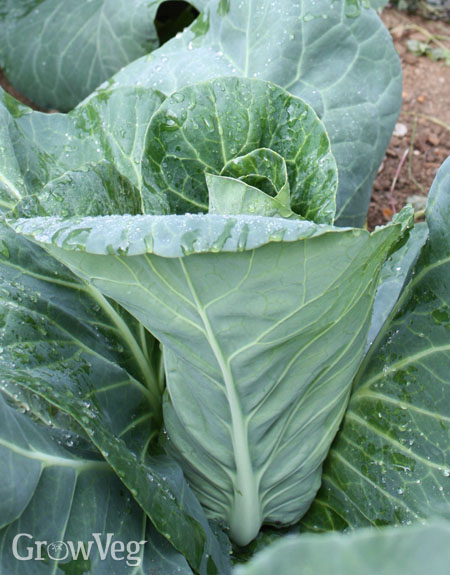 Details about   Heirloom Italian Cabbage ''Violaceo Di Verona'' ~150 Top Quality Seeds MEGA RARE 