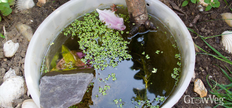 Container pond to attract slug-eating frogs