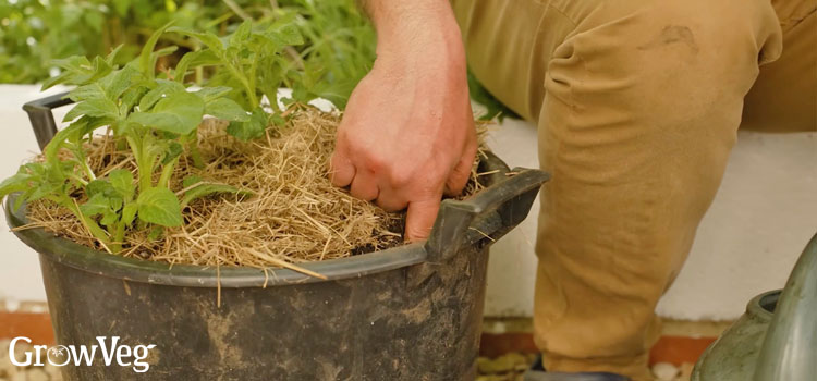 Checking moisture levels in a container