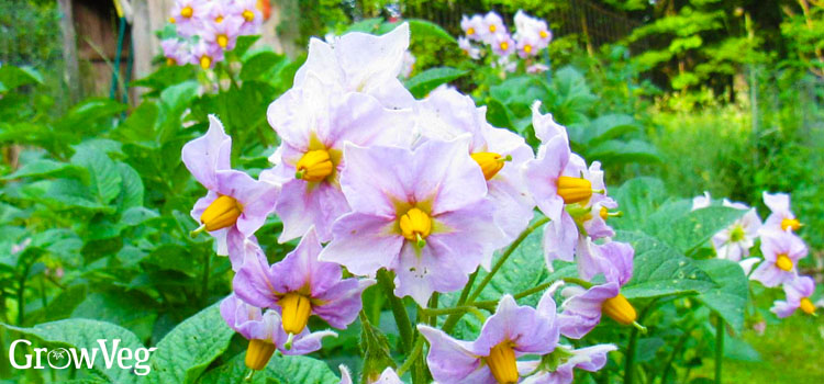 Potato flowers