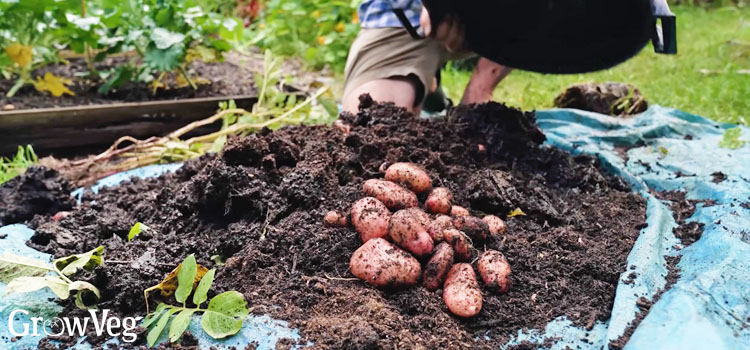 Harvesting container potatoes