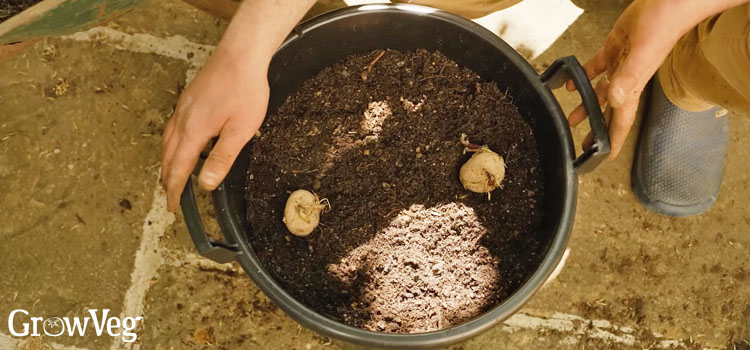Planting potatoes
