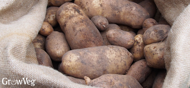 Storing potatoes