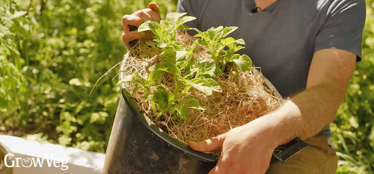 Bucket planted with potatoes