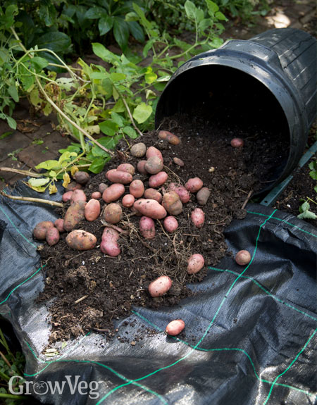 Harvesting container potatoes