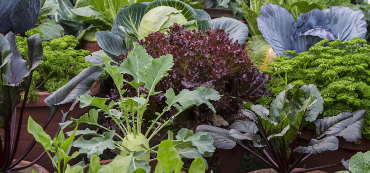 https://gardenplannerwebsites.azureedge.net/blog/container-vegetables-grouped-2x.jpg