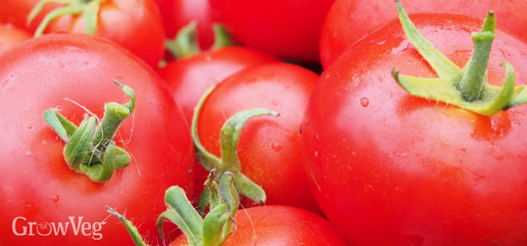 Harvesting Scottish-grown tomatoes