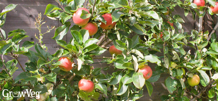 Apples on cordon-trained trees