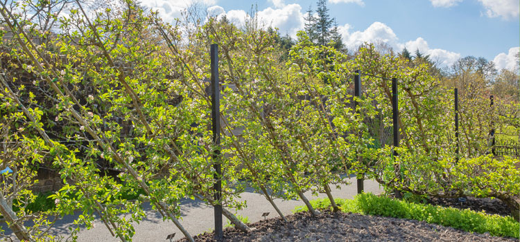Freestanding cordon apples