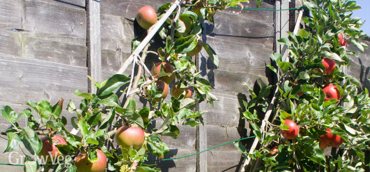 Cordon apples on a sunny south-facing fence