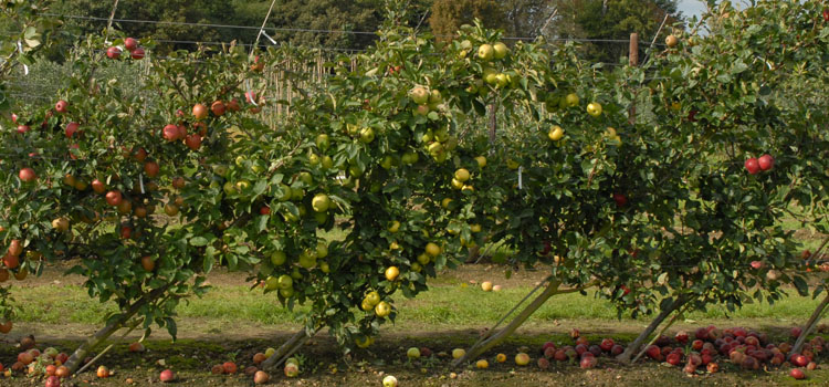 Cordon apple trees