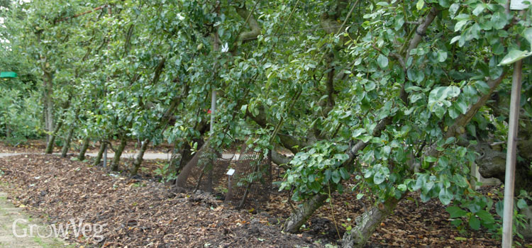 Growing cordon pears