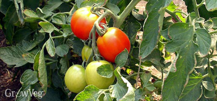 Cordon tomato