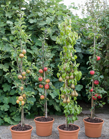 Cordon Fruit Trees How To Get The Best, Patio Fruit Trees In Pots Uk
