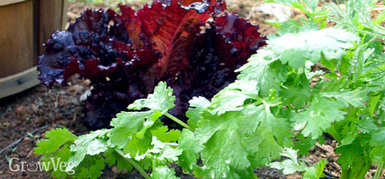 Growing lettuce and cilantro together as companion plants