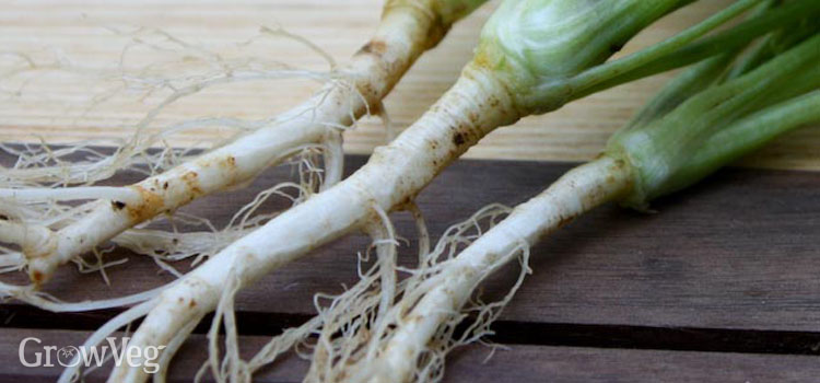 Coriander/cilantro roots