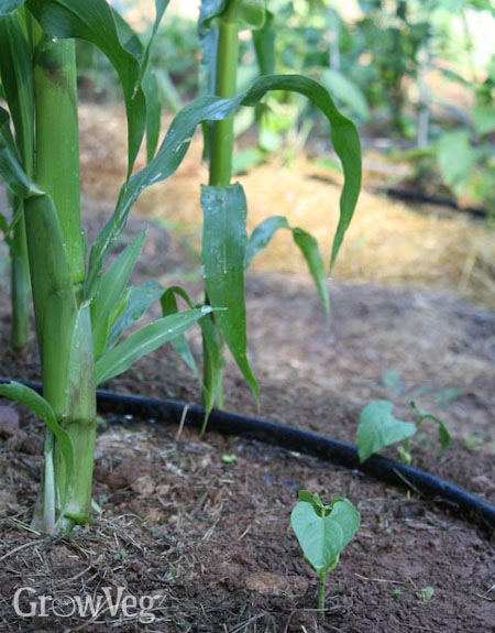 Climbing beans benefit by being shaded from the sun by nearby sweet corn