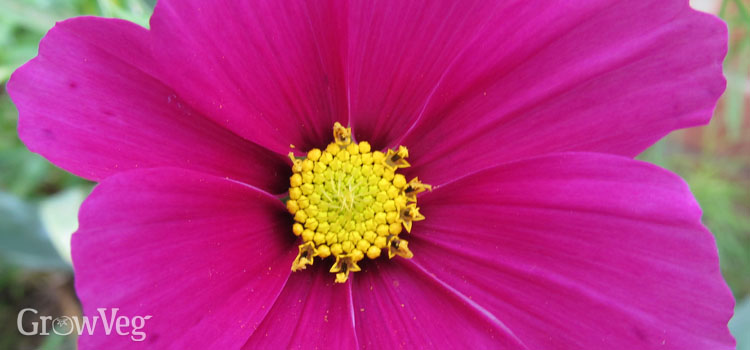 Cosmos flower close up