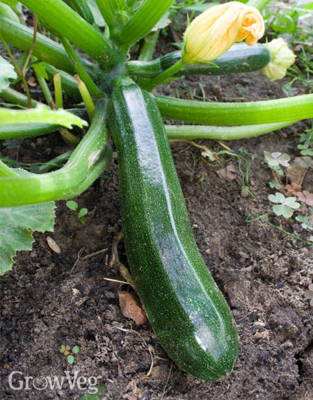 Courgette growing in the vegetable garden