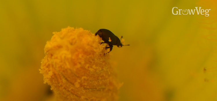 Zucchini flower with pollen beetles