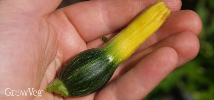 Zucchini fruit aborted due to poor pollination
