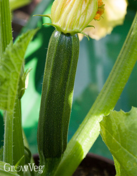 Zucchini fruit with flower attached